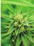 Page: - 67 | High Times