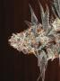 Page: - 68 | High Times