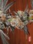 Page: - 69 | High Times