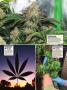 Page: - 122 | High Times