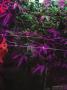 Page: - 19 | High Times