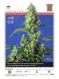 Page: - 43 | High Times