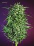 Page: - 67 | High Times