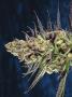 Page: - 68 | High Times