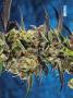 Page: - 69 | High Times