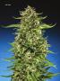 Page: - 70 | High Times