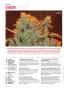 Page: - 8 | High Times