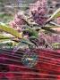 Page: - 101 | High Times