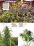 Page: - 122 | High Times