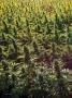 Page: - 16 | High Times