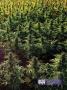 Page: - 17 | High Times