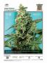 Page: - 45 | High Times