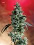 Page: - 67 | High Times