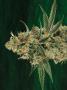 Page: - 68 | High Times