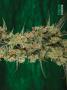 Page: - 69 | High Times