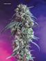 Page: - 70 | High Times