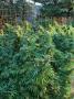 Page: - 88 | High Times