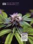 Page: - 120 | High Times