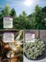 Page: - 122 | High Times