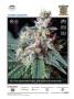 Page: - 37 | High Times