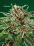 Page: - 67 | High Times