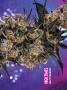 Page: - 69 | High Times