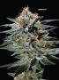 Page: - 70 | High Times