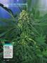 Page: - 120 | High Times