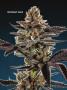 Page: - 67 | High Times