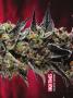 Page: - 69 | High Times