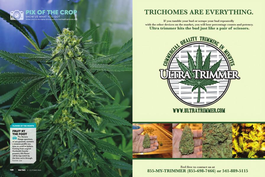 PIX OF THE CROP