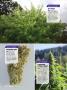 Page: - 122 | High Times