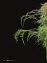 Page: - 18 | High Times