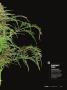 Page: - 19 | High Times