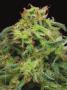Page: - 63 | High Times