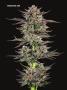 Page: - 67 | High Times