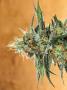 Page: - 68 | High Times