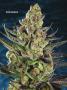 Page: - 70 | High Times