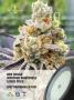 Page: - 79 | High Times