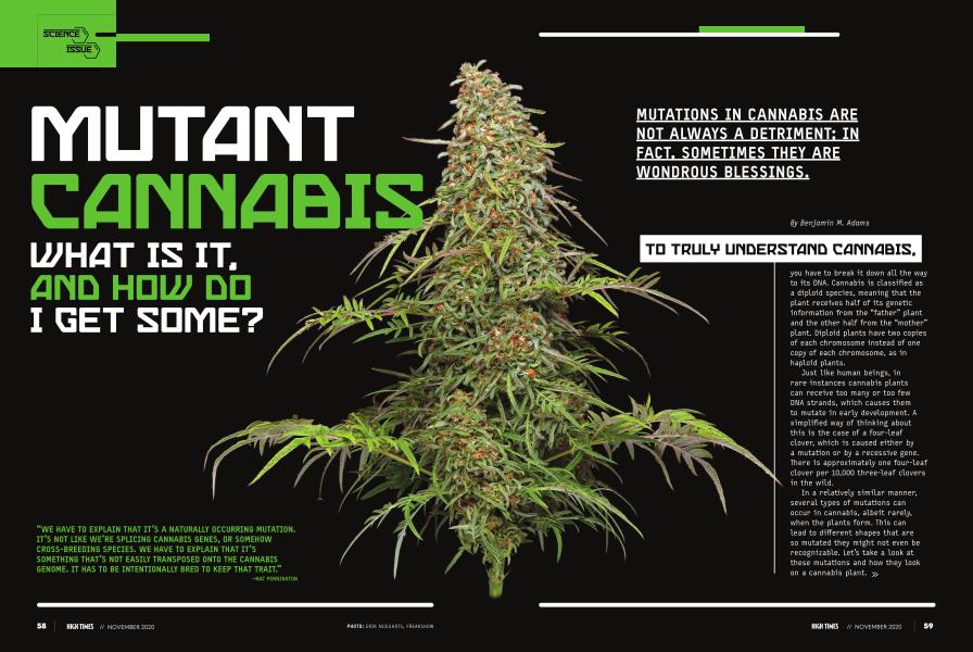MUTANT CANNABIS WHAT IS IT, AND HOW DO I GET SOME?