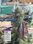Page: - 122 | High Times