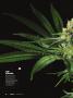 Page: - 18 | High Times