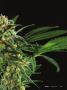 Page: - 19 | High Times