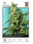 Page: - 4 | High Times