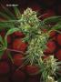 Page: - 67 | High Times