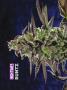 Page: - 68 | High Times