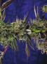 Page: - 69 | High Times