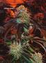 Page: - 70 | High Times