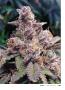 Page: - 109 | High Times