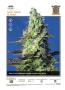 Page: - 27 | High Times
